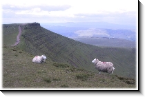 View of Corn-Du from Pen-y-Fan, 784x514 pixels (56.5K)